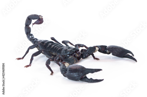 Emperor scorpion isolated on white background