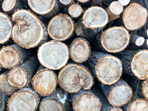 The background consists of saws of thick logs stacked on top of each other in the form of a woodpile. Annual rings are visible on the cross-section of the trunks.
