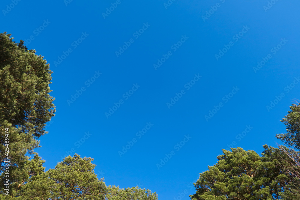Sky in the pine forest Sky in the pine forest