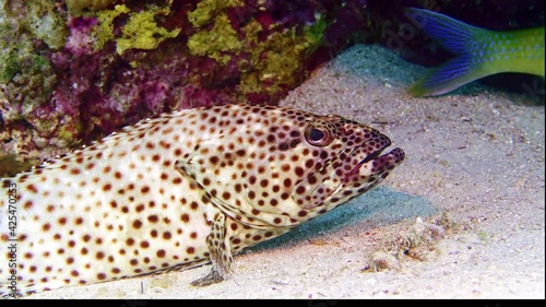 Greasy Grouper (Epinephelus tauvina) IP, 75 cm.
Shallow reef tops, hunts at night. Orange-brown spots. photo