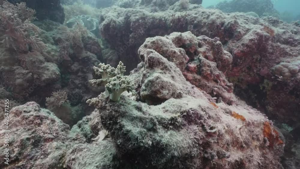Dead Bleached Coral Reef (Coral Bleaching) Dead Bleached Coral Reef (Coral Bleaching)