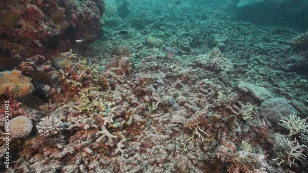 Dead Bleached Coral Reef (Coral Bleaching) Dead Bleached Coral Reef (Coral Bleaching)