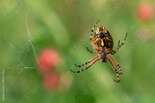 The spider weaves a web. Close-up of an insect. Macro. Spider Argiope bruennichi.