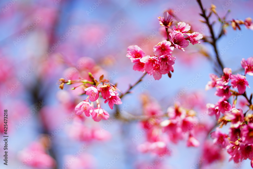 Sakura flower blooming in the Spring season. Sakura flower blooming in the Spring season.