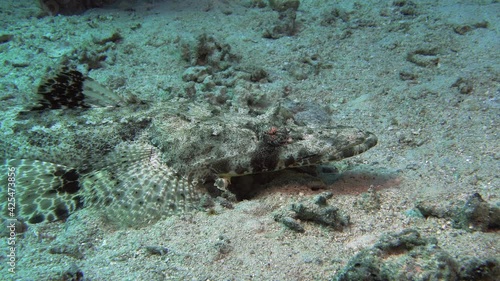 Indian Ocean crocodilefish (Papiloculiceps longiceps) lies on the seabed. photo