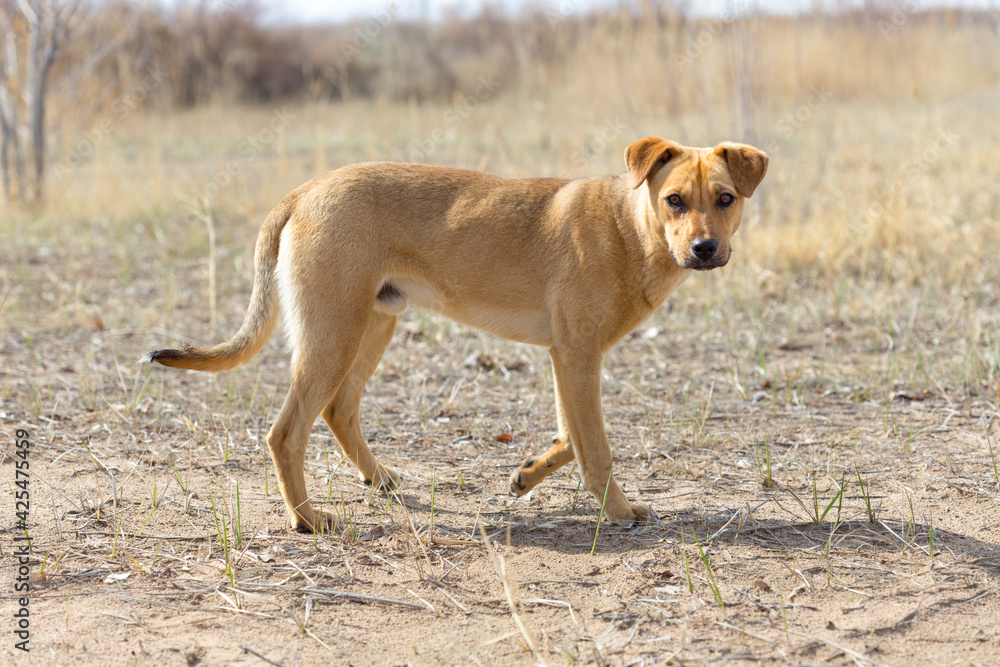 a dog named Jack in nature in a place with the owner came to rest and was photographed a dog named Jack in nature in a place with the owner came to rest and was photographed
