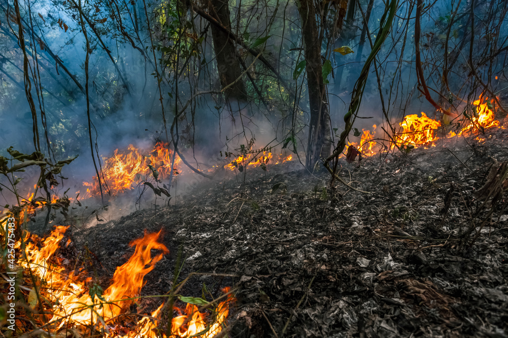 Forest fire is burning primarily as a surface fire, spreading along the ground Forest fire is burning primarily as a surface fire, spreading along the ground