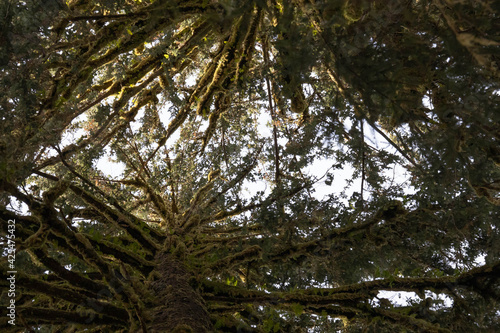 Looking up into the complex structure of two pine trees with their branches covered in moss in Olympic National Park