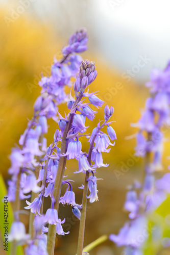 Pink-purple-blue flowers photo