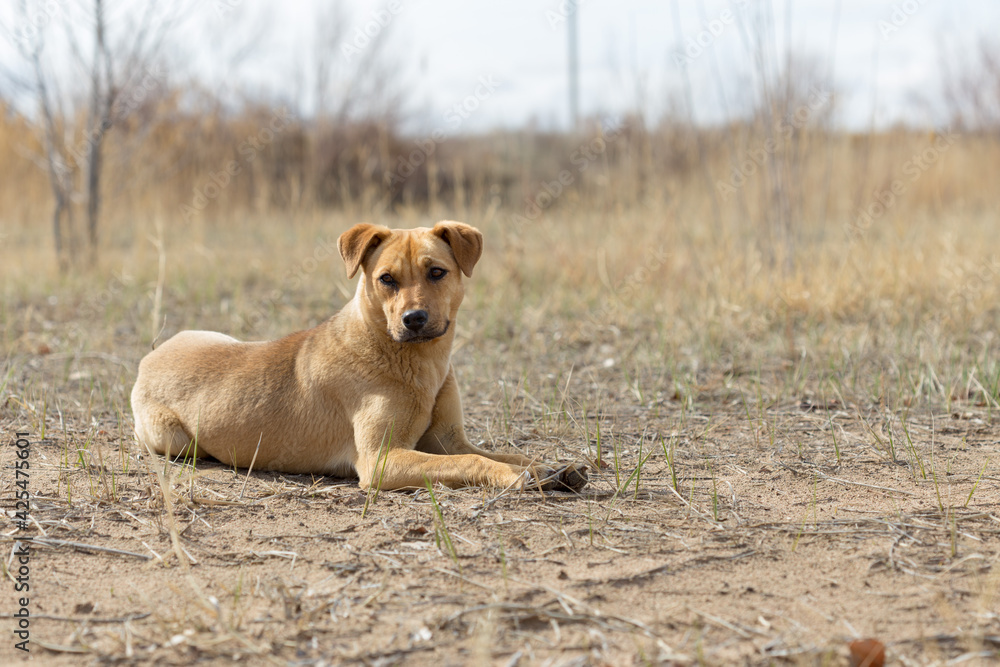 a dog named Jack in nature in a place with the owner came to rest and was photographed a dog named Jack in nature in a place with the owner came to rest and was photographed