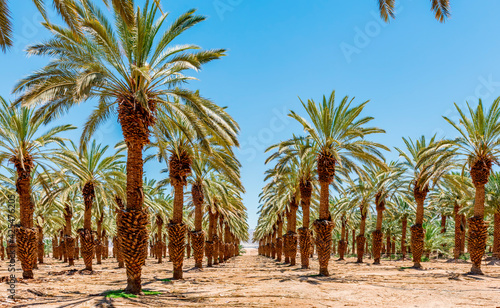 Plantation of date palms for healthy food production, image depicts agriculture industry in the Middle East