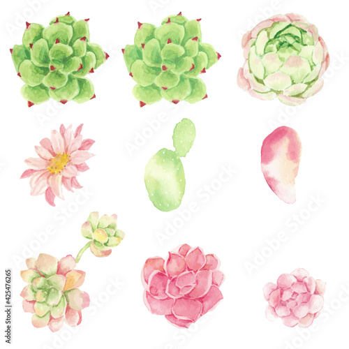 watercolor cactus and succulent elements collection isolated on white background