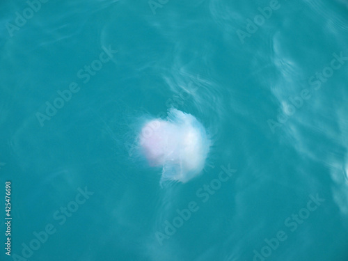 One large pink jellyfish swimming in turquoise water. Ocean ecosystem. Sea life, marine inhabitants. Calm transparent saltwater. Isolated, close-up, macro. Illustration of environment. Scene, pic
