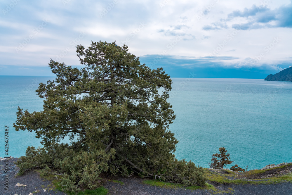 Maritime bizarre stone pine near the sea   grows on a rock at the edge of a precipice