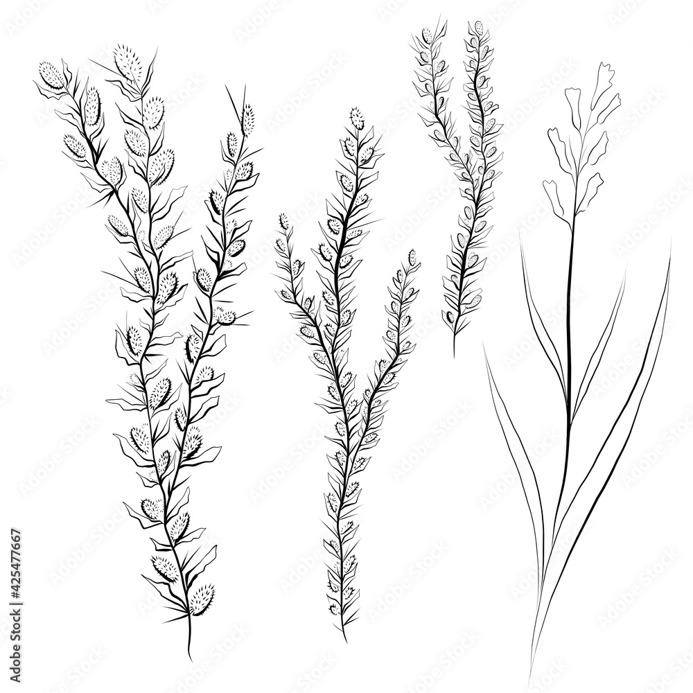 Set of contour sketches of grass fields. Steppe flowers and thorns. Freehand ink drawing of twigs with petals. Vector natural art for cards, banners and your creativity Set of contour sketches of grass fields. Steppe flowers and thorns. Freehand ink drawing of twigs with petals. Vector natural art for cards, banners and your creativity
