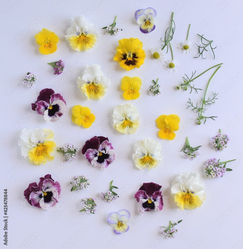 カラフルな春の花 ビオラとパンジーの花びら 白背景 室内 Foto De Stock Adobe Stock
