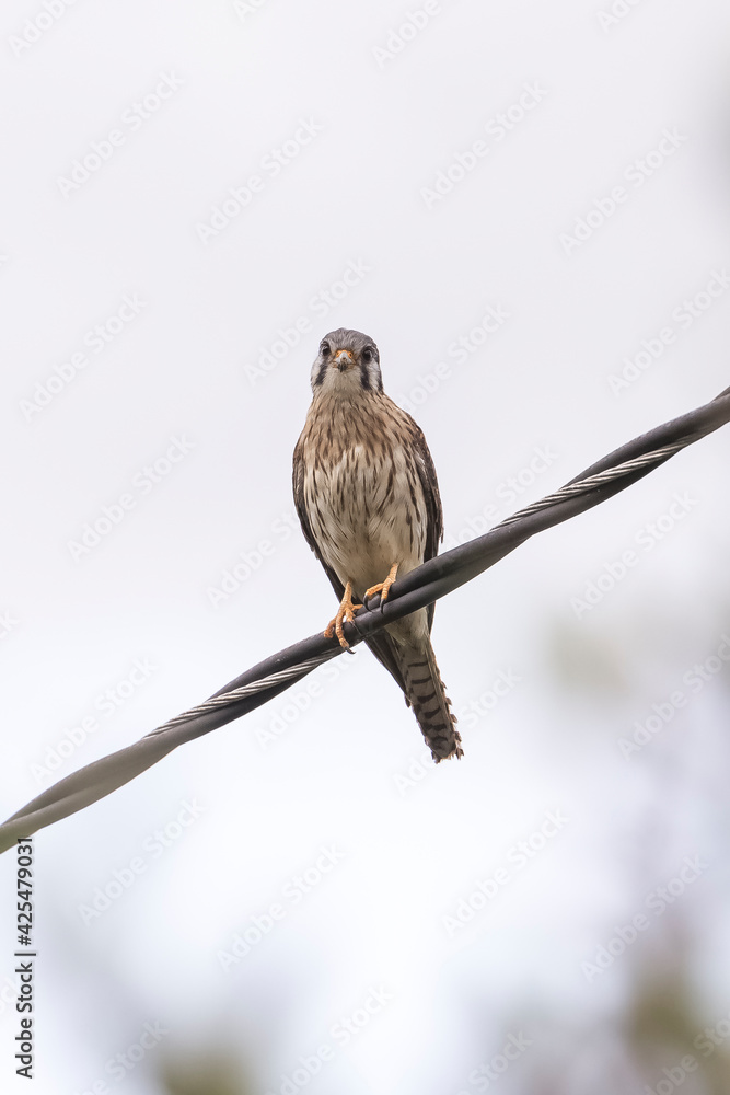 Naklejka premium red tailed hawk