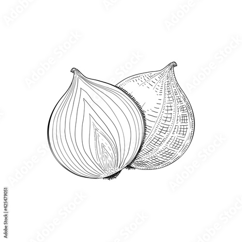 Onion bulb, seasoning vegetable, hand drawn sketch vector illustration, vintage engraving isolated on white background.