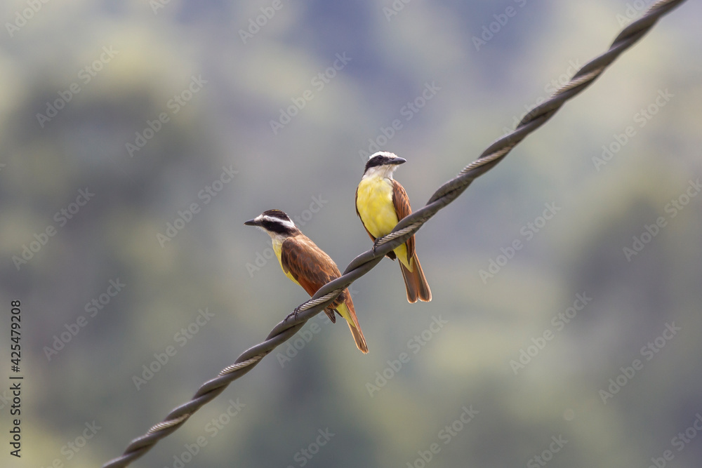 Fototapeta premium bichofeo