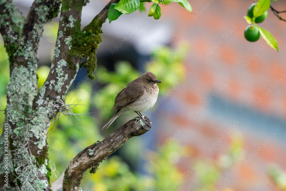 Obraz premium birds of Colombia