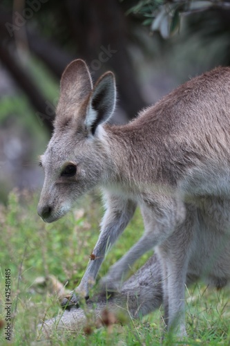 Eastern grey kangaroo, lunch on pause, North Stradbroke Island, Australia