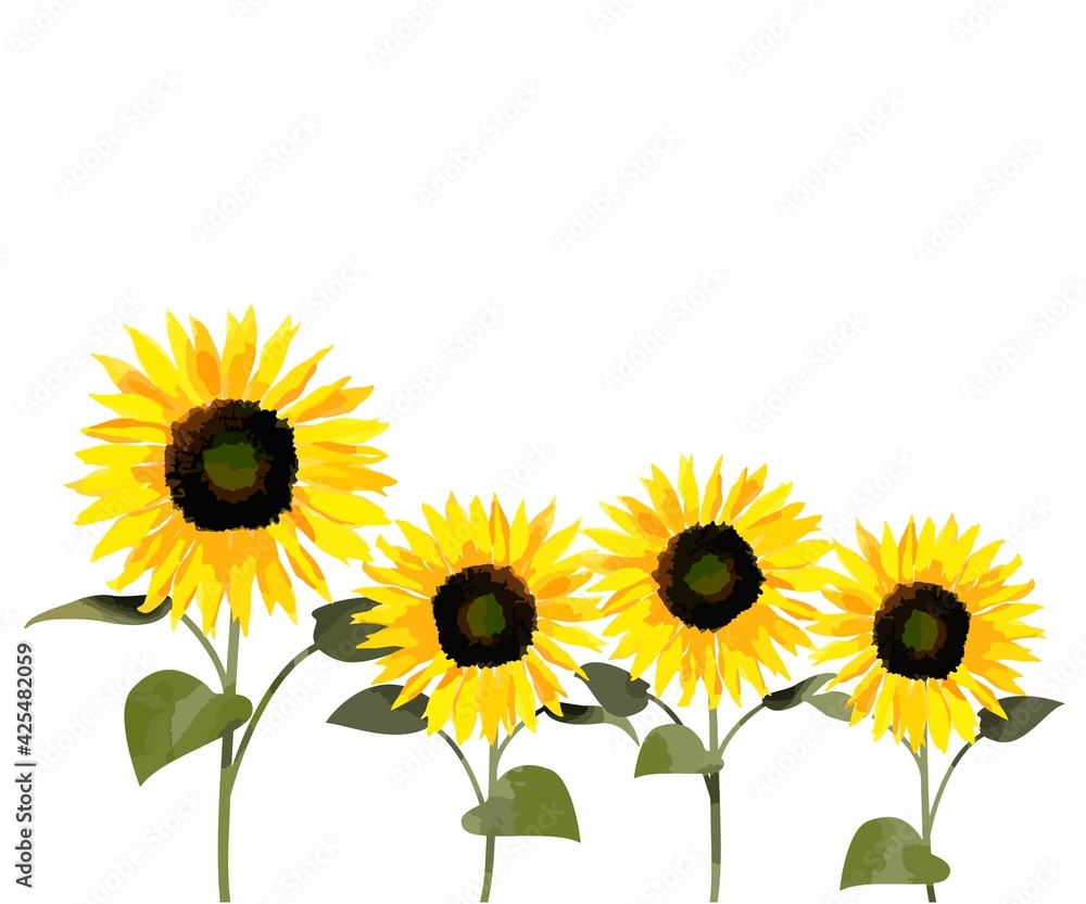 Obraz premium 向日葵 ベクター 白バック イラストカット 