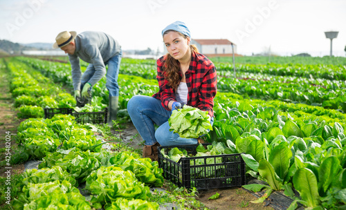 Man and woman harvest crop of salad on the field