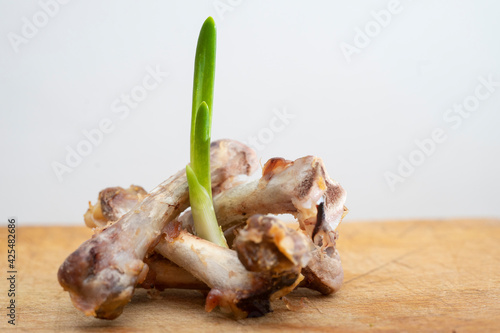 onion sprout growing from a pile of chicken bones, creative concept