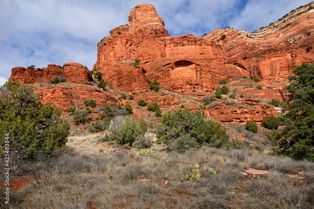 Fototapeta premium Cacti in desert near Sedona Arizona USA
