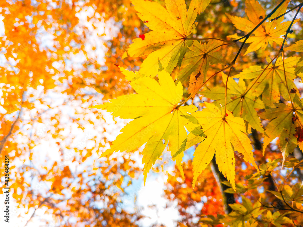 Autumn scenery with yellow trees and sun Colorful leaves in the park Fallen leaves from natural background.shallow focus effect. Autumn scenery with yellow trees and sun Colorful leaves in the park Fallen leaves from natural background.shallow focus effect.
