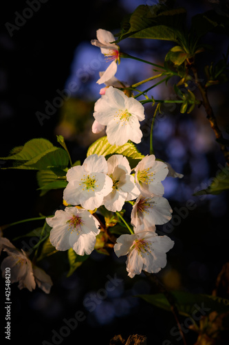 Weeping cherry blossoms shining at night.Sakura,Pink,Sky,Dorkness,Elegant,Japan,awesome photo