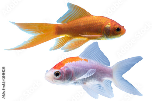 Gold and white Fish Isolated on black Background