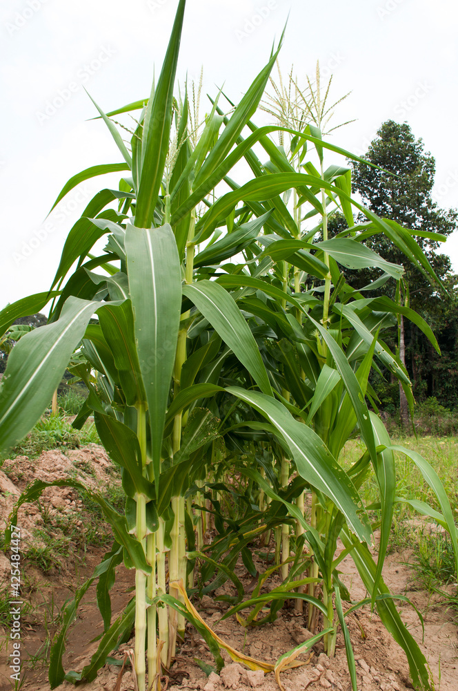 Obraz premium Planting organic corn in the field in the summer.