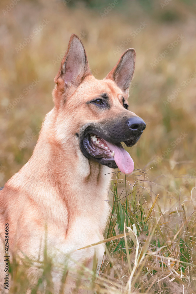 german shepherd dog