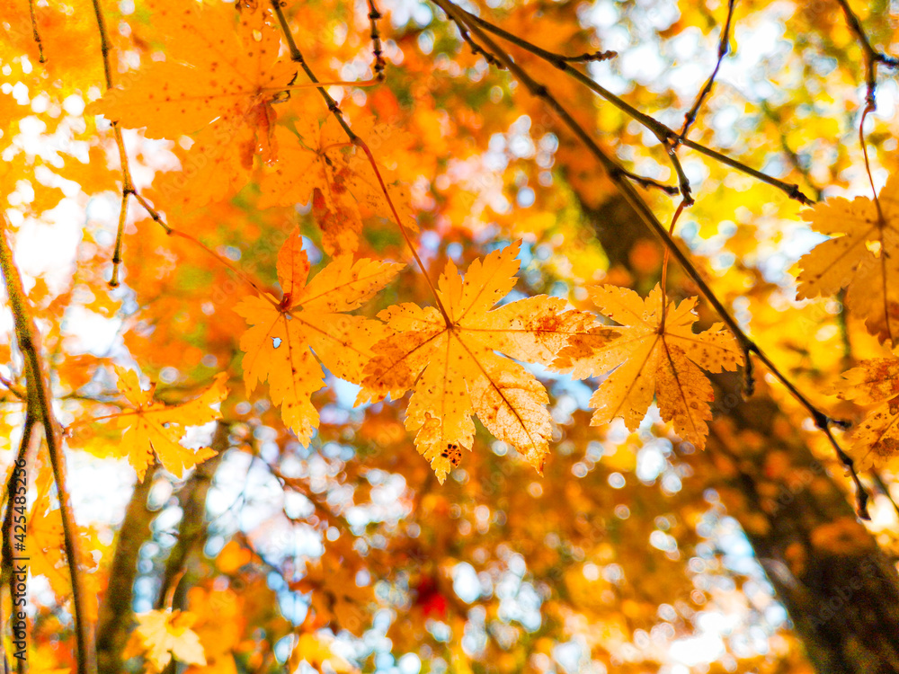Autumn scenery with yellow trees and sun Colorful leaves in the park Fallen leaves from natural background.shallow focus effect. Autumn scenery with yellow trees and sun Colorful leaves in the park Fallen leaves from natural background.shallow focus effect.
