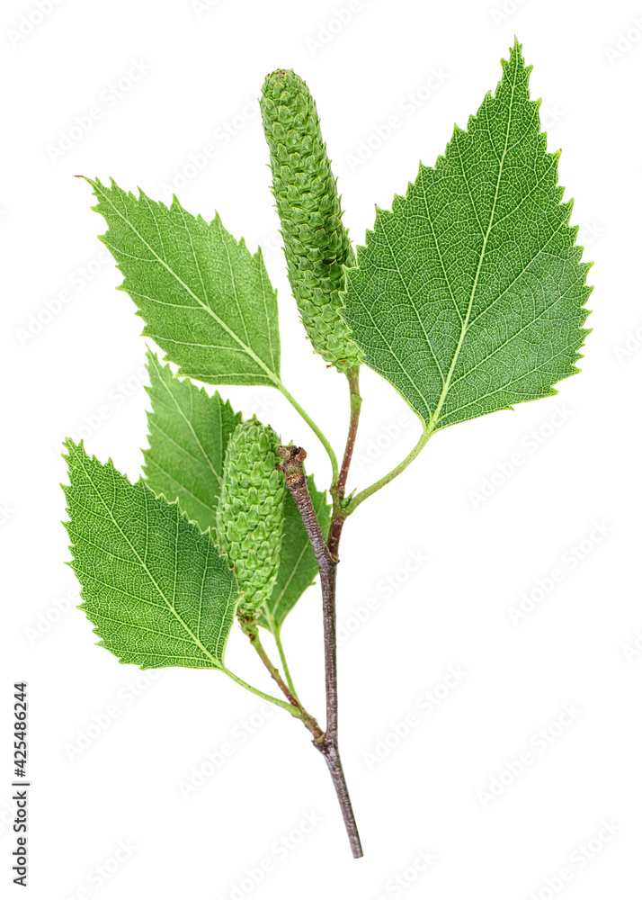 Fototapeta premium Isolated image of young birch branch with leaves and catkins on a white background, top view.