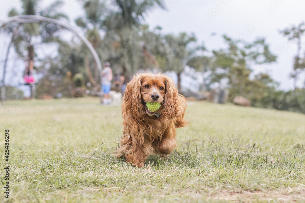 Fototapeta premium golden retriever dog