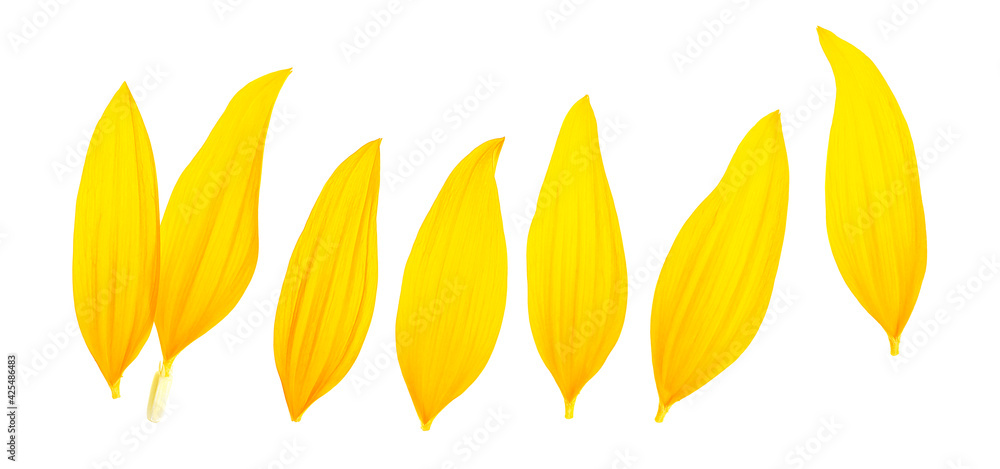 Petals of sunflower isolated on a white background, top view. Yellow petals on a white background. Petals of sunflower isolated on a white background, top view. Yellow petals on a white background.