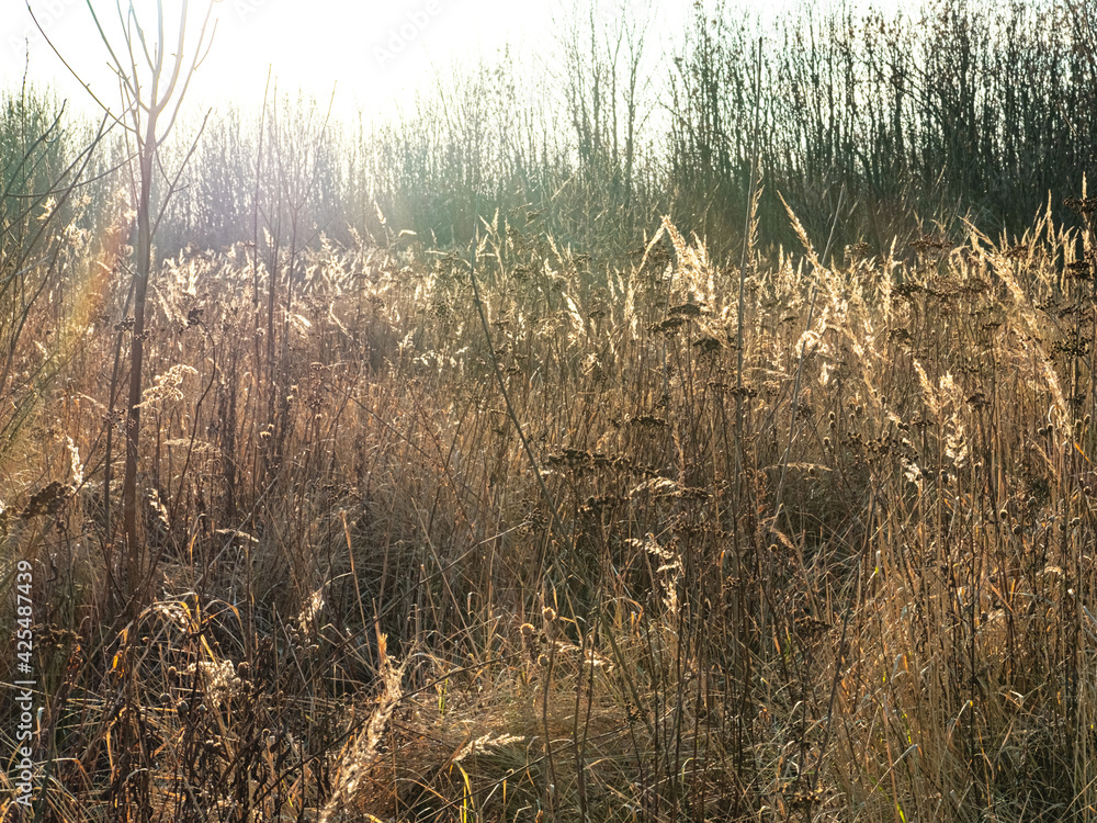 Fototapeta premium The beginning of the spring in the field on a sunny day. Beige color. Selective focus.
