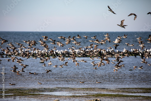 Flock of ducks flying over the bay.