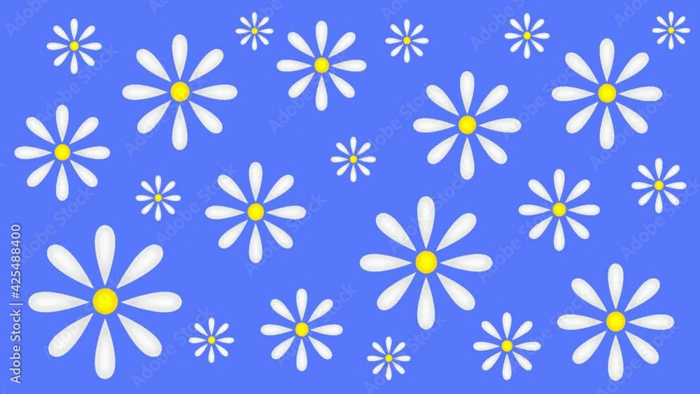 beautiful animation with daisies on a blue background beautiful animation with daisies on a blue background