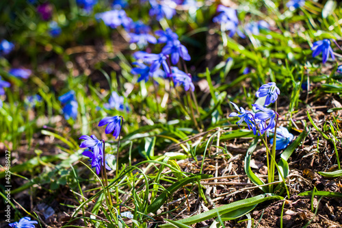 Photography Glory of the snow flower, Chinodoxa lucille, blue flower blooming macro and clos