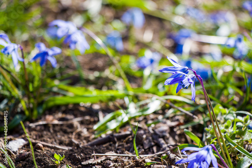 Bild auf Leinwand Glory of the snow flower, Chinodoxa lucille, blue flower blooming macro and clos