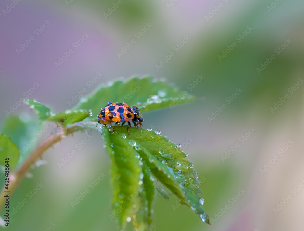 ladybug on a leaf with water drops ladybug on a leaf with water drops