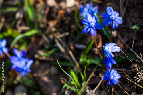 Bild auf Leinwand Glory of the snow flower, Chinodoxa lucille, blue flower blooming macro and clos