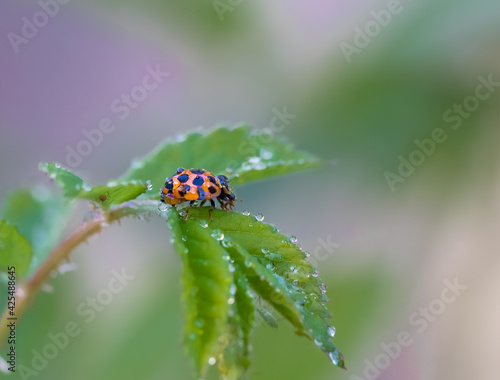 ladybug on a leaf with water drops