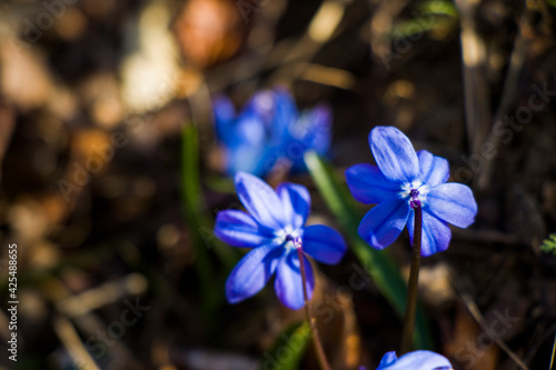 Cuadro en lienzo Glory of the snow flower, Chinodoxa lucille, blue flower blooming macro and clos