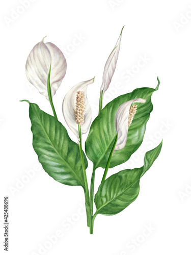 Watercolour spathiphyllum. Flowers and leaves peace lily arrangement © Irina Violet