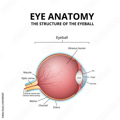human eye structure, scheme medical diagram eyeball