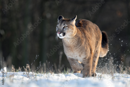American cougar running on a snowy meadow